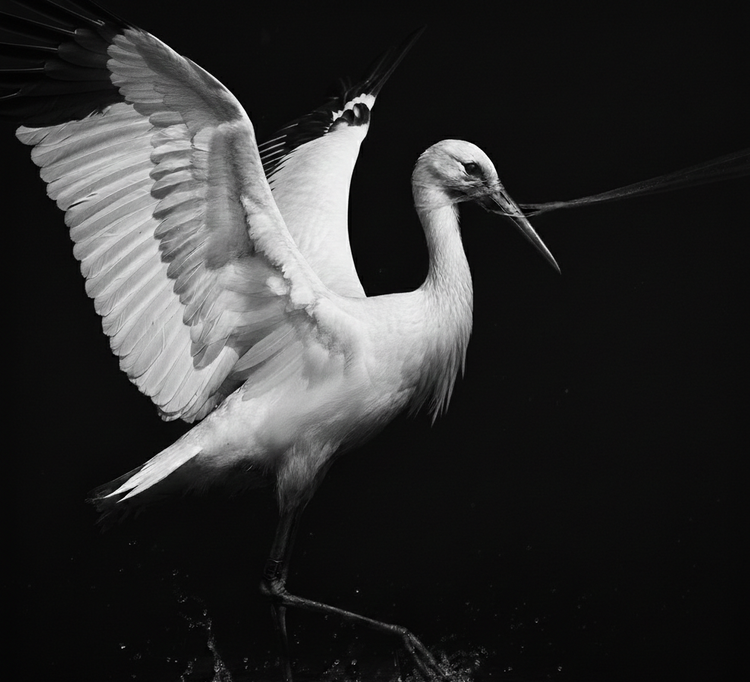 Collection T-shirt Œuvre