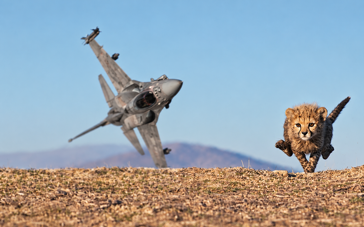 Avion de chasse et guépard lancés dans un paysage aride, Mura Defense